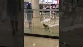 Woman tricks her naughty dog 😂