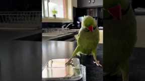 Parrot entertain itself by playing peek-a-boo