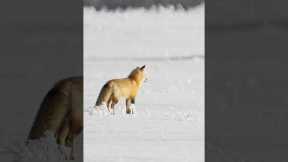 Fox pounces fresh snow looking for food