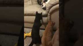 Cheeky cat keeps hitting his brother dog while he rests