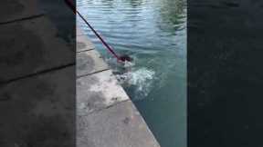 Water-shy dog decides face her fears