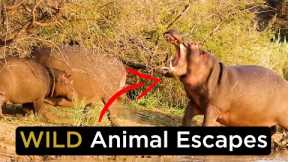 TOP 10 Wild Animal Battles - Animals ESCAPE With Their Lives!