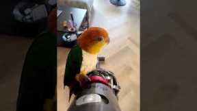 Freek the parrot loves to ride vacuum cleaner