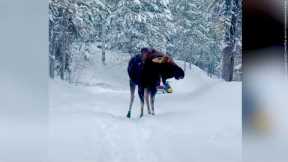 Huge moose charges at snowmobiler | Moose Attack