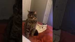 Cat not impressed with humans tricks!