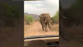 Angry bull elephant chases safari jeep