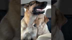 Dog sleeps on friends shoulder during car ride