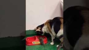 Cat carries mouse to food bowl 😲