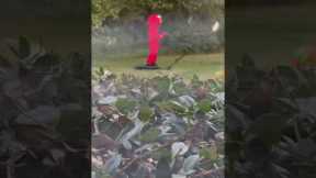 Influencer caught filming with Elmo costume