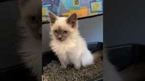 Casper the constipated kitten makes high pitched noise