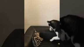 Protective cat punches husky