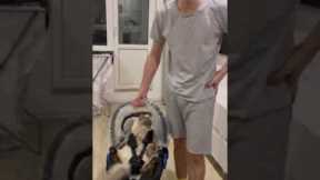 Adorable cat takes over baby's cradle