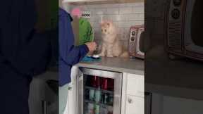Cat does tricks with grandma to get food
