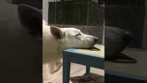 Dog struggles to find a cozy position for a nap