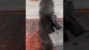 Cat adores being brushed with vacuum