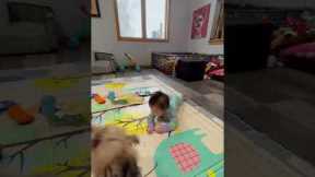 Adorable baby and cute dogs cannot get enough of each other