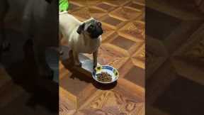 Adorable pug shows great self control!