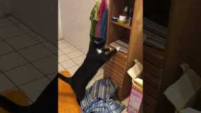 Cheeky cat removes towels so it can sit