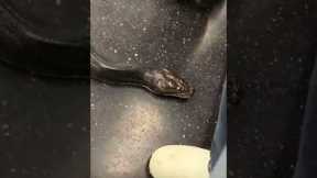 Slithering snake surprises subway passengers