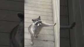 Shy raccoon approaches human on two legs