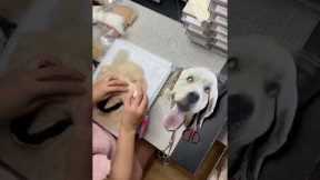 Artist creates felt portrait of customer's late dog