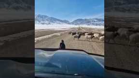 Responsible border collie stops car and herds sheep to roadside