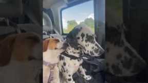 Dalmatian and Beagle fall asleep in car