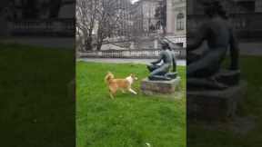 Dog gets upset when statue refuses to play with him