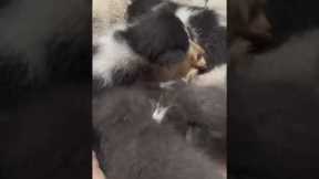 Tiny kittens crawl over happy chihuahua