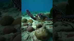 Young sea turtle curiously approaches scuba diver in Curacao