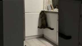 Hungry cat successfully opens food drawer