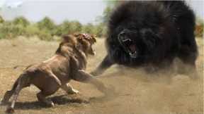 The Most Muscular Animals That Can Defeat Lion
