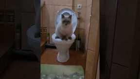 Cat amusingly uses toilet like a human