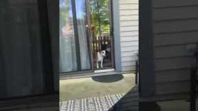 Penny the beagle bulldog demands patio access