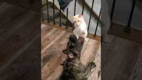 Cat slaps sense into a dog