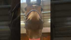 Cute horse playfully sticks its tongue out