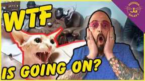 Cat Expert Reacts to Crazy Viral Video