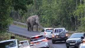 Fierce wild elephant pushes back cars along mountain road