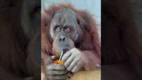 Intelligent ape unwraps a straw and drinks juice