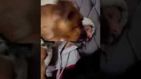 Boxer pup gets carried away with kisses