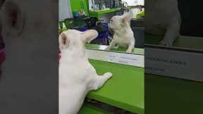 Hilarious bulldog growls at reflection in mirror