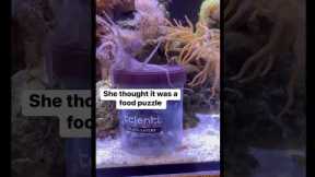 Pet owner surprises octopus with new friend