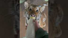 Cute tiger cub wholesomely sucks bottle of milk