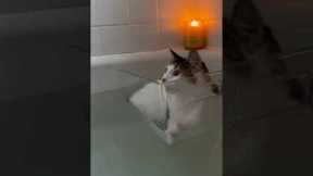 Cat floats in bathtub with makeshift 'boat'