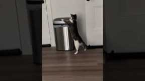 Curious cat plays with smart trash can
