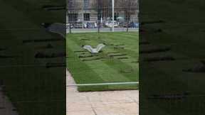 Seagull caught destroying freshly laid grass