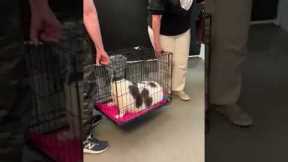 Animal rescuers put JUMBO cat up for adoption