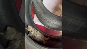 Kittens born inside auto shop cuddle in an old car tire