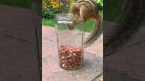 Hasty chipmunk gets caught in a cookie jar
