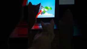 Cats fixated on Tom & Jerry episode